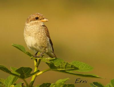 LOS VECINOS DE LOS ALCAUDONES