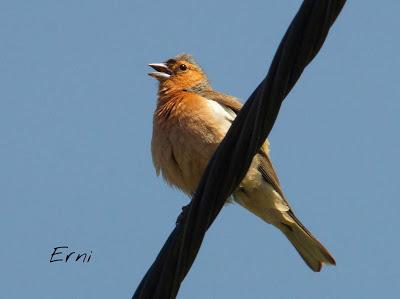 LOS VECINOS DE LOS ALCAUDONES