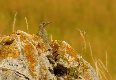 LOS VECINOS DE LOS ALCAUDONES