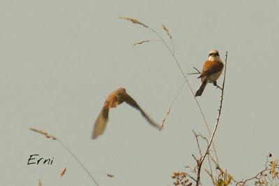 LOS VECINOS DE LOS ALCAUDONES