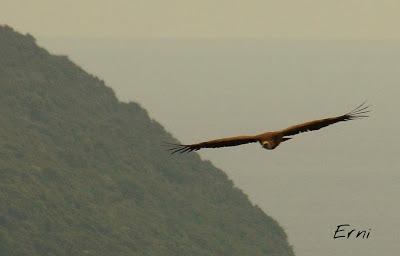 LOS VECINOS DE LOS ALCAUDONES