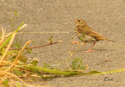 LOS VECINOS DE LOS ALCAUDONES
