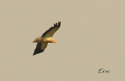 LOS VECINOS DE LOS ALCAUDONES