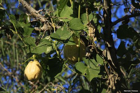 Papa del aire (Sechium edule)