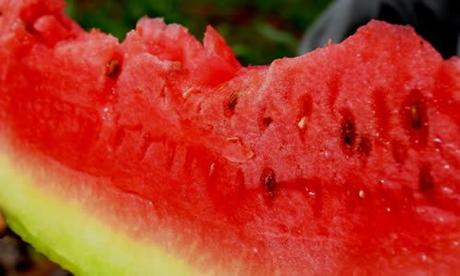 Fruta Sandías y sus Beneficios fotos planta sandia fruto