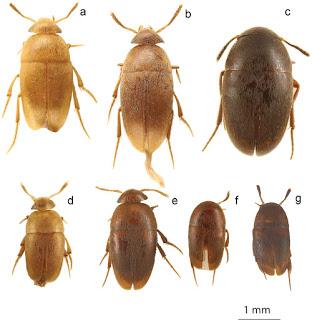 Nuevas especies de coleópteros en la Isla de Borneo