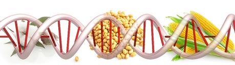 Genes modificados en alimentos