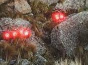 Babasónicos estrenan Pregunta