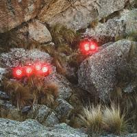 Babasónicos, La Pregunta