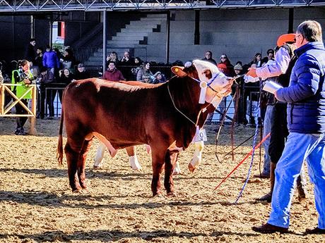 Campeón en terneros en la Rural.