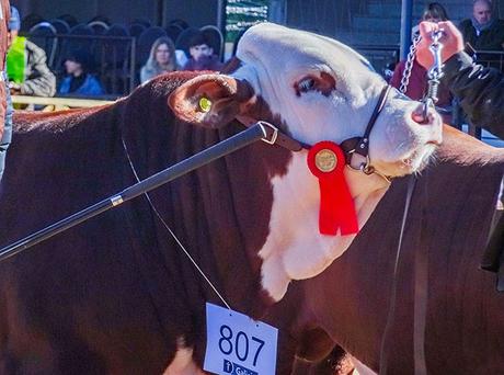 Ternero premiado en la Rural.