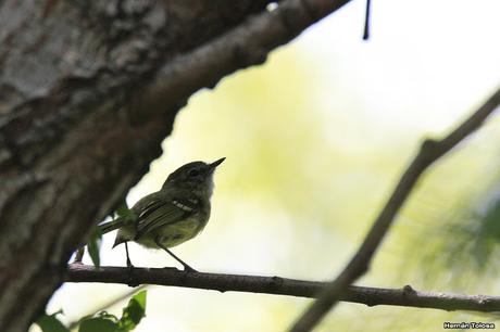 Mosqueta común (Phylloscartes ventralis)