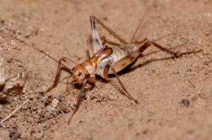Trabajos bioespelelógicos en Italia