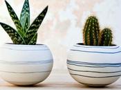 Dónde colocar cactus según Feng Shui