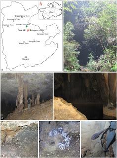 Origen de los hongos de las cuevas (Origin of Cave Fungi)