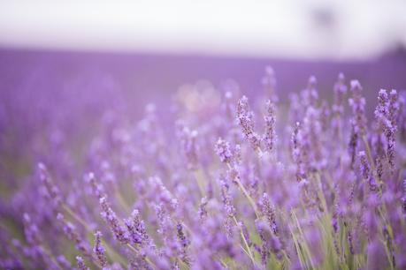 Gal meets lavender fields (OOTD)