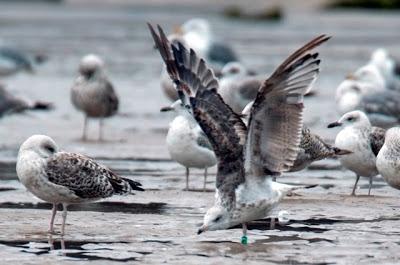 Gaviotas sombrías en migración