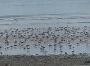 Gaviotas sombrías migración