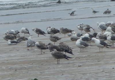 Gaviotas sombrías en migración