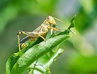 Los Beneficios del Consumo de Insectos para la Salud