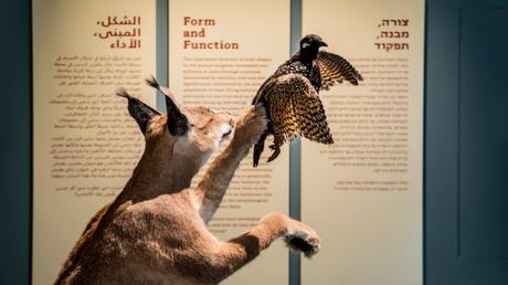 Israel es sede del museo de historia natural más grande del Medio Oriente