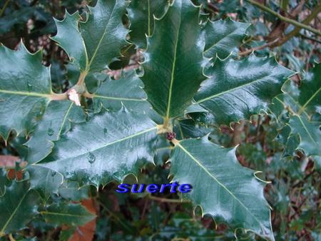 Acebo, ilex aquifolium