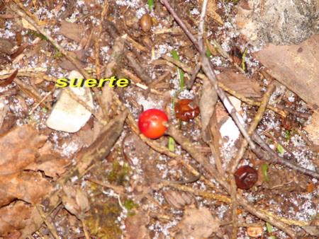 Acebo, ilex aquifolium