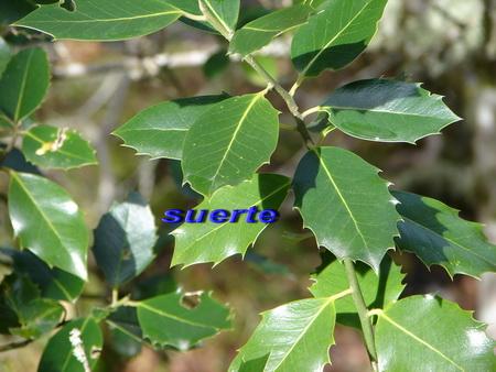 Acebo, ilex aquifolium