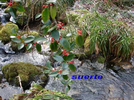 Acebo, ilex aquifolium