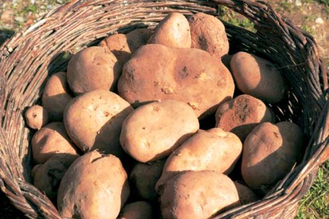 COCINA GENERAL BASICA (Patatas con Almejas a la Importancia )