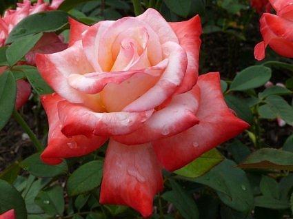 Hybrid Tea Rose, Gemini