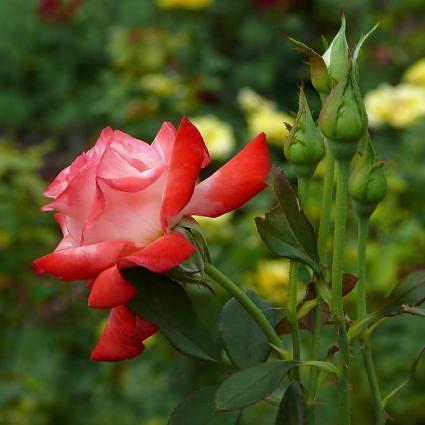 Hybrid Tea Rose, Gemini