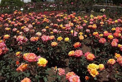 Híbridos de té estadounidenses que podemos comprar en Europa (II): Rio Samba rio samba