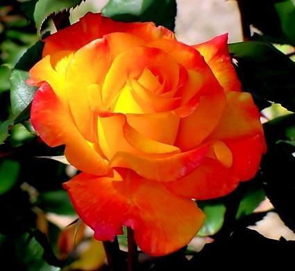 Híbridos de té estadounidenses que podemos comprar en Europa (II): Rio Samba Rio Samba