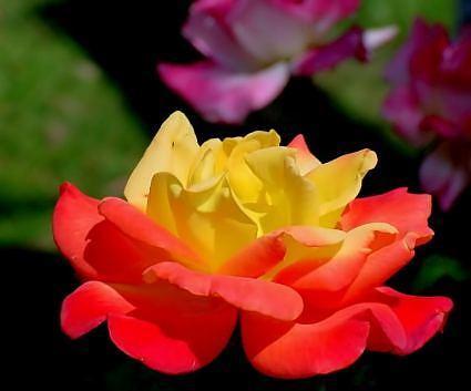 Híbridos de té estadounidenses que podemos comprar en Europa (II): Rio Samba Rio Samba, 10-24-08