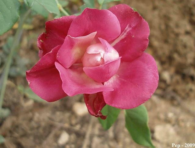 La hora del té (III) :  General Gallieni