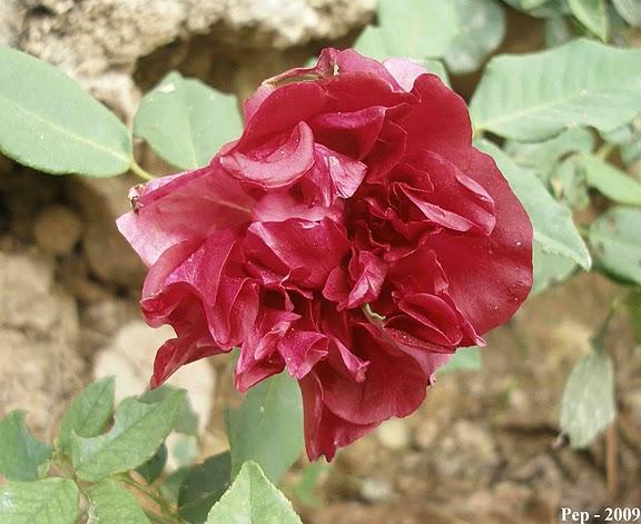 La hora del té (III) :  General Gallieni