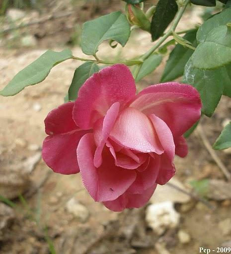 La hora del té (III) :  General Gallieni