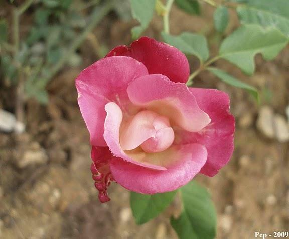 La hora del té (III) :  General Gallieni