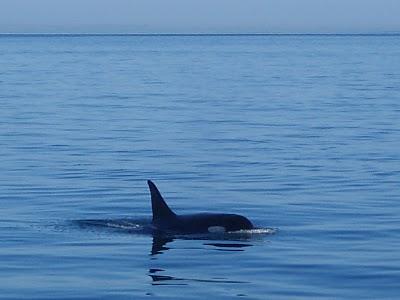 Orcas