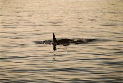 Orcas