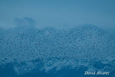 La danza de los estorninos
