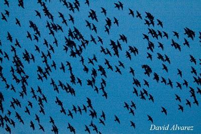 La danza de los estorninos