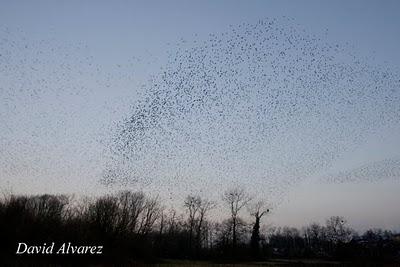 La danza de los estorninos