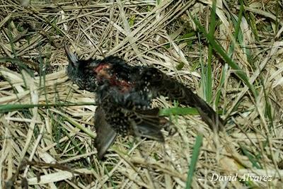 La danza de los estorninos