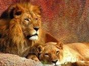 reyes