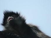 Supervivientes Tres monos