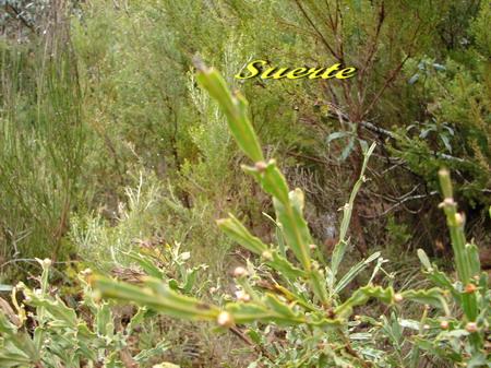 Genista tridenta