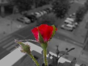 Poética. Tras el verano todo renace de sus cenizas