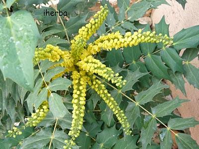 Mahonia del Sol de invierno (Mahonia aquifolium)